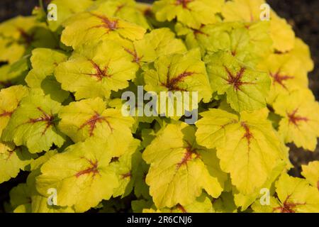 Fang die Feuerschaumglocken Heucherella Kreuz von Heuchera und Tiarella Stockfoto