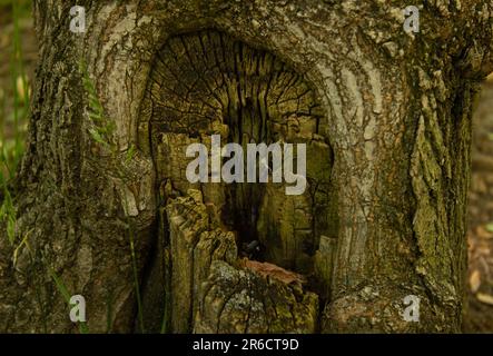 Hohl mit Erde und Pflanzen im Baumstamm. Alter beschädigter Baum im Park. Stockfoto