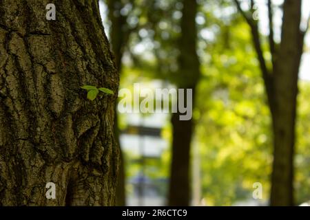 Neues recyceltes Wachstum aus dem alten Konzept. Baumstumpf mit Ringen und Rissen, der einen neuen Sprossen oder Setzling bildet. Stockfoto