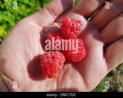 Hand halten frisch gepflückte Himbeeren. Mit der Hand reife rote Himbeeren pflücken. Himbeeren in der Hand Nahaufnahme Stockfoto