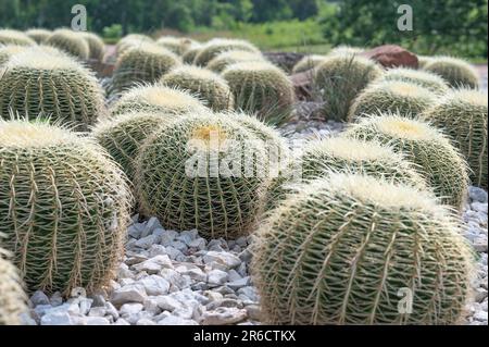 Goldener Fass-Kaktus, Kroenleinia grusonii, wächst en Masse im Felsgarten eines botanischen Gartens. Stockfoto