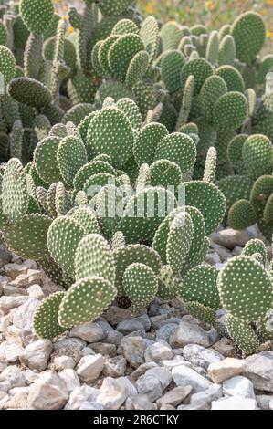 Bunny-Or-Kaktus, Opuntia Microdasys, hat große Polster, die mit feinen Wirbelsäulen bedeckt sind. Stockfoto