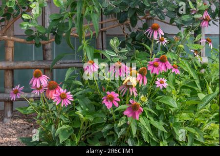 Verschließung von Echinacea-Pflanzen, die in einem Blumenbeet vor einem Bambusspalier und einer angemahlenen Ananasguave wachsen, Stockfoto