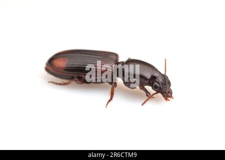 Grobkäfer (Paraclivina bipustulata) isoliert auf weißem Hintergrund. Stockfoto