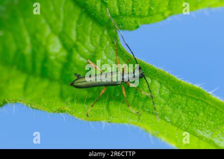 Blumenkäfer (Encyclops caeruleus) Stockfoto