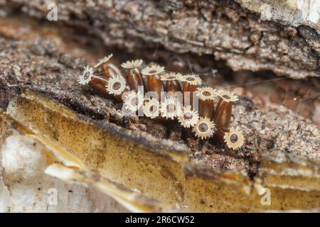 Spiny Assassin Bug (Meerspinipes) - Eier Stockfoto