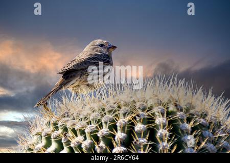 Auf einem saguaro-Kaktus in der Sonora-Wüste nordwestlich von Phoenix, Ariz., sitzt ein Spatz Stockfoto