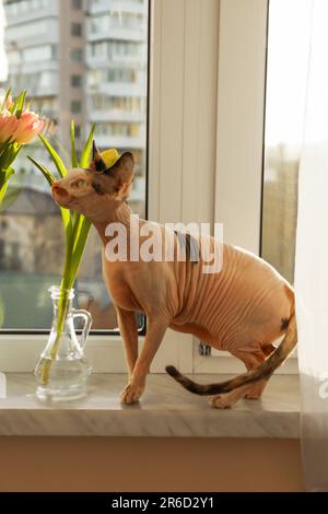 Die niedliche Sphynx-Katze in der Nähe von Frühlingsblumen auf Fensterbank drinnen Stockfoto