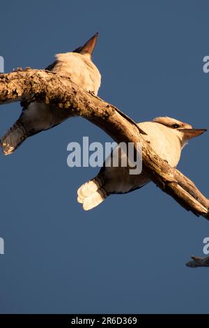 2 Kookaburra genießen den Sonnenaufgang. Stockfoto