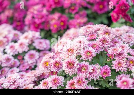 Chrysanthemmmuster im Blumenpark. Ein Haufen rosafarbener Chrysanthemen. Stockfoto