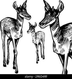 Handgezeichnete Skizze einer Antilope - schwarz und weiß. Stock Vektor