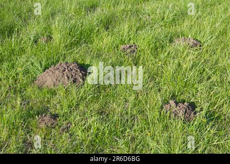 Mücke auf grünem Feld. Loch von Gartenschädel, gemeiner Maulwurf, in Wiesengras. Nahaufnahme. Stockfoto