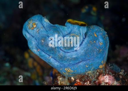 Blaue Form des Golden Sea Squirt, Polycarpa aurata, Hukurilla Tauchplatz, nahe Ambon, Molukken, Indonesien Stockfoto