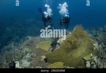 Taucher über Broken Large Table Coral, Acropora sp, Lava Flow Dive Site, nahe Banda Neira, Maluku Province, Banda Sea, Indonesien Stockfoto