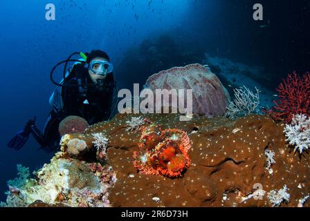 Taucher mit Tasseled Scorpionfish, Scorpaenopsis oxycephala, von Barrel Sponge (Xestospongia testudinaria, Kadola Tauchplatz, Pulau Penyu, Banda SE Stockfoto