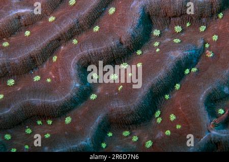 Lobed Brain Coral, Lobophyllia sp, Tauchplatz im Sitzungszimmer, Pura Island, in der Nähe von Alor, Banda Sea, Indonesien Stockfoto