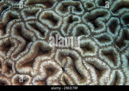 Lobed Cactus Coral, Lobophyllia hemprichii, Tauchplatz im Konferenzraum, Pura Island, in der Nähe von Alor, Banda Sea, Indonesien Stockfoto