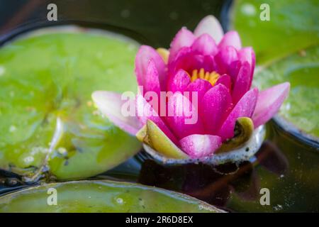 Eine schöne Nahaufnahme einer rosa Seerose auf einem Teich. Stockfoto