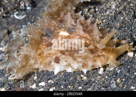 Eared Sea Hare, Dolabella auricularia, auf Sand, Jahir Tauchplatz, Lembritstraße, Sulawesi, Indonesien Stockfoto