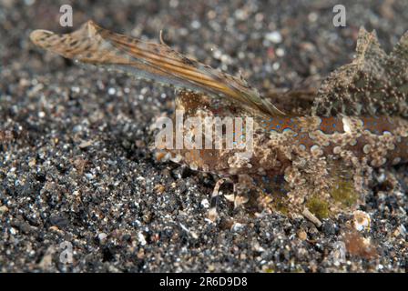 Kuiters Dragonet, Dactylopus kuiteri, mit verlängerter Flosse auf Sand, Jahir-Tauchplatz, Lembritstraße, Sulawesi, Indonesien Stockfoto