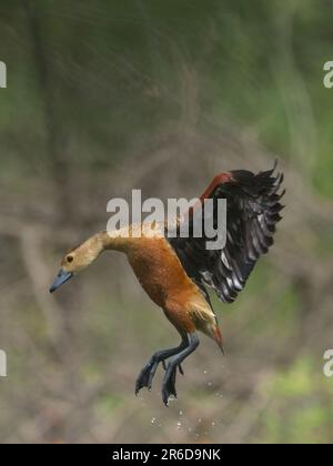 Pfeifgans (Dendrocygna javanica) Stockfoto