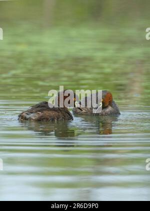 Little Grebe (Tachybaptus ruficollis) Paar Stockfoto