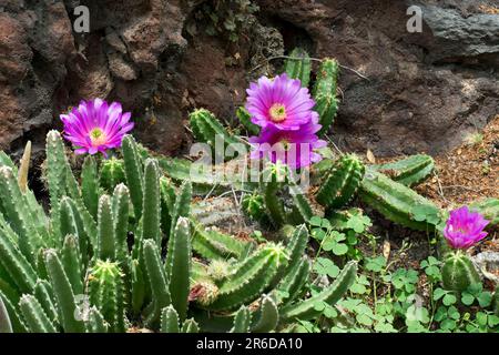 Tropische Kaktuspflanzen blühen im Frühling zu exotischen, leuchtend violetten Blumen Stockfoto