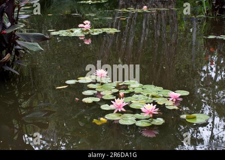 Tropische Pflanzen Wasserlilien mit grünen Blättern, die auf einem Gartenteich schweben, blühen im Frühling zu rosa Blumen Stockfoto