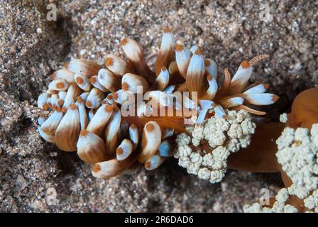 Kabira Phyllodesmium Nudibranch, Phyllodesmium kabiranum, getarnt auf Xenia Coral, Xenia sp, Tauchplatz Rojos, LembritStraits, Sulawesi, Indonesien Stockfoto