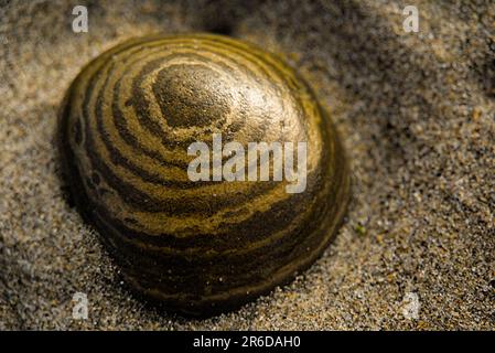 Ein brauner Stein im Sand mit natürlichen Zielkreisen. Stockfoto