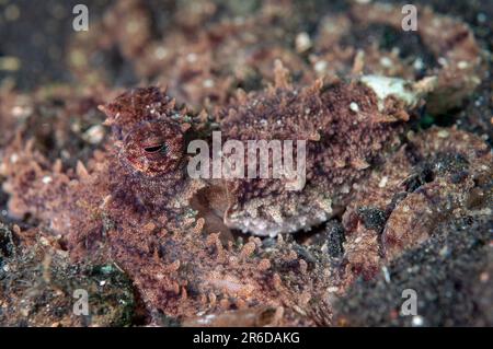 White V Octopus, Abdopus sp, Retak Larry Tauchplatz, LembritStraits, Sulawesi, Indonesien Stockfoto