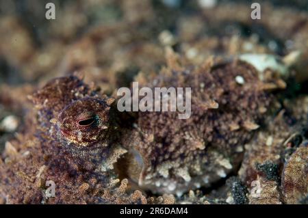 White V Octopus, Abdopus sp, Retak Larry Tauchplatz, LembritStraits, Sulawesi, Indonesien Stockfoto