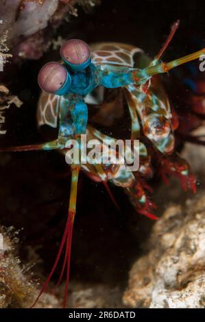 Crashing Mantis Shrimp, Odontodactylus scyllarus, in Hole, Rhino City Tauchplatz, Ambon, Banda Sea, Indonesien Stockfoto