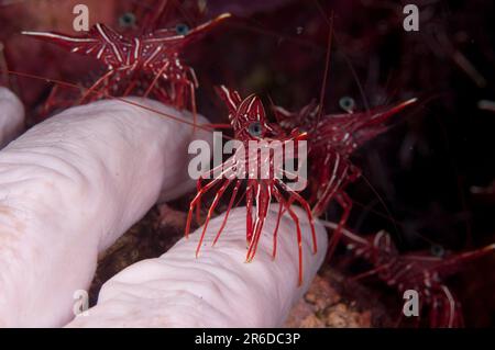 Tanzende Garnelen, Rhynchocinetes durbanensis, On Fingers, Seraya Beach Resort House Reef, Karangasem, Bali, Indonesien Stockfoto