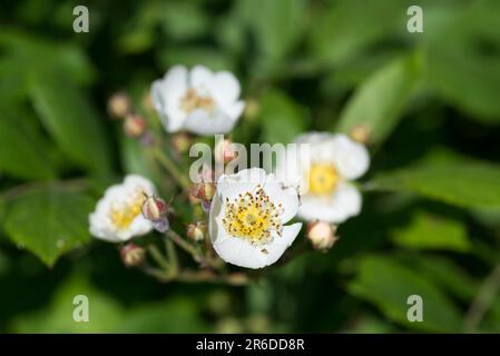 Rosa Multiflora, viele blühende rosa weiße Blüten auf Zweigverschlüssen selektiver Fokus Stockfoto