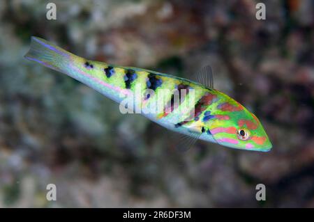 Sixbar Wrasse, Thalassoma hardwicke, Tauchplatz am Uhak Reef, Uhak Village, Wetar Island, nahe Alor, Indonesien Stockfoto