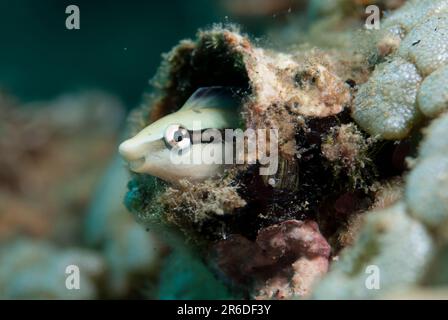 Slender Sabretooth Blenny, Aspidontus dussumieri, in Hole, Tauchplatz „Blue Water Muck“, Uhak River, Wetar Island, nahe Alor, Indonesien Stockfoto