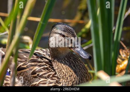 Mallard Duck (weiblich) an der Wandle Stockfoto