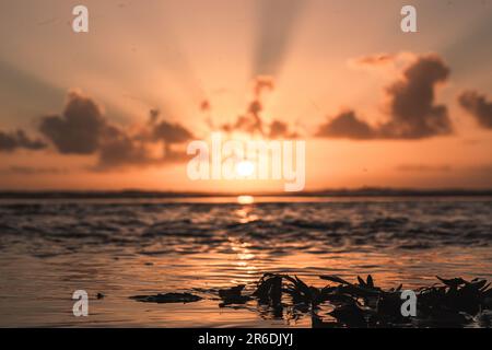 Wunderschöner goldener Sonnenuntergang am Strand im Seengebiet Stockfoto