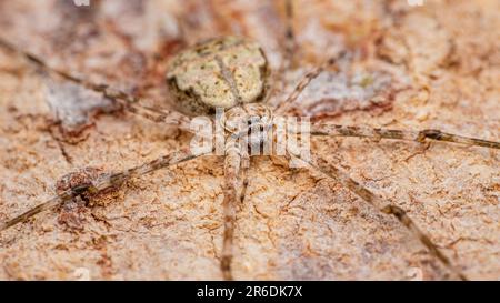 Two-Tailed Spider oder Hersiliidae Spinne auf Baumstamm Spinne im Tropenwald, selektiver Fokus, Makrofoto in Thailand. Stockfoto