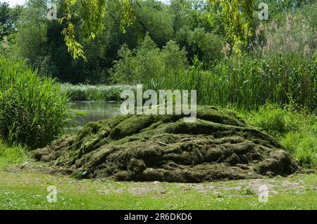 Kontrolle Von Aquatischem Unkraut Stockfoto