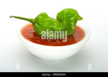 Scotch Bonnet Chili in Form einer Ente Stockfoto