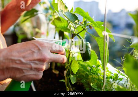 Pfeffer wächst in einem Gewächshaus. Männer halten die Sprühflasche und gießen die Pflanze der grünen Paprika Stockfoto