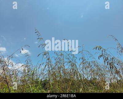 Trockenes Schilfgras flattert im Wind.Goldenes Sedge Gras im Herbst in der Sonne. Pampas Gras isoliert am blauen Himmel Stockfoto