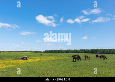 Pferde grasen an einem sonnigen Sommertag auf der Wiese Stockfoto