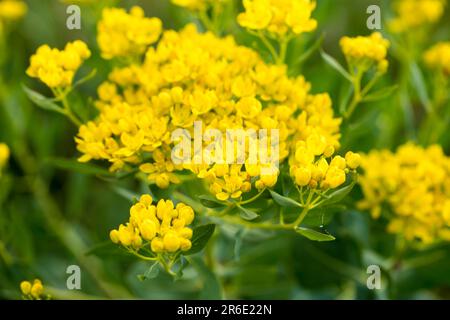 Euphorbia virgata, gemeinhin bekannt als Blattspriger, Wolfsmilchpfeffer oder Wolfsmilch, ist eine in Europa und Asien und in Stockfoto