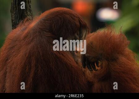 Wilder männlicher Alpha-Orang-Utan, der an einem Baum hängt, einsamer, mächtiger Erwachsener, der Früchte isst, die von Rangern im Pflegeheim zur Verfügung gestellt werden. Ganzkörperbild. Stockfoto