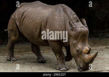 Rhino im Zoo von Singapur. Der Zoo zieht jährlich etwa 1,6 Millionen Besucher an. Nahaufnahme Stockfoto