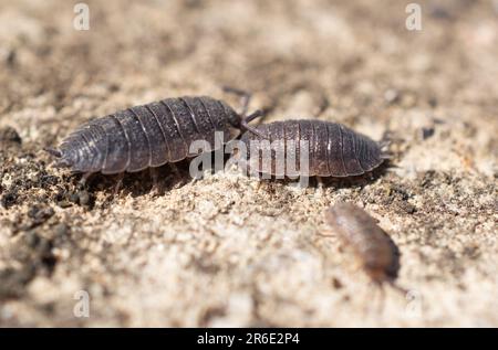 Gewöhnliche grobe Holzlippen (Porcellio scaber) treffen sich auf einem Felsen. Stockfoto