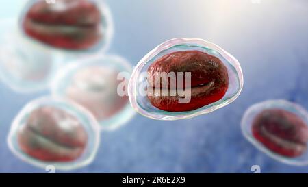 Fadenwurm (Enterobius vermicularis) Eier mit Wurmlarven, computer Abbildung. Fadenwürmer Nematoden sind Würmer parasitieren die große Inte Stockfoto